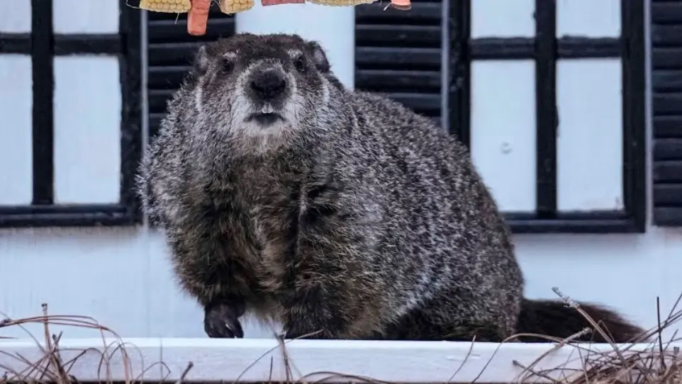 Georgia's groundhog makes his prediction. What to know about General Beauregard Lee