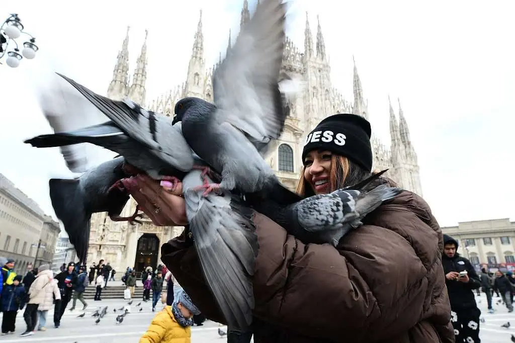 Milan's pigeons are a controversial mix of tourist attraction and public nuisance