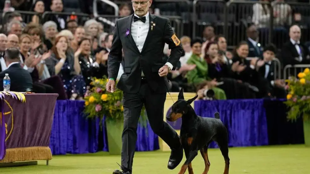 Doberman pinscher named Penny wins best in show at the 150th annual Westminster Kennel Club Dog Show