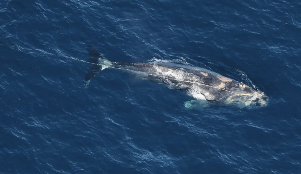 Endangered right whale that was found entangled off Georgia coast has died