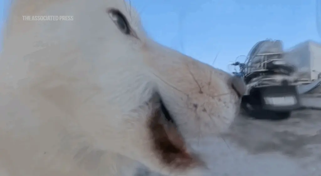 Canine caper: Watch the moment a Greenland sled dog steals AP camera