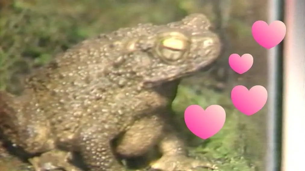 Have you considered gifting a frog this Valentine’s Day? Some actually did in this 1982 retro find