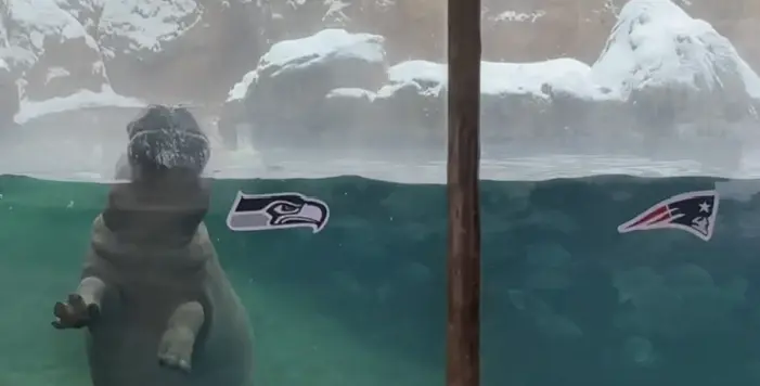 Cincinnati Zoo’s Fiona the hippo makes her pick for Super Bowl LX