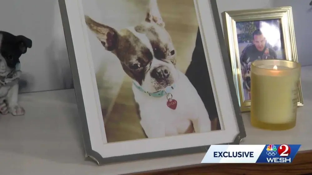 ‘Like he never left me’: Florida man pays $50K to clone his Boston Terrier