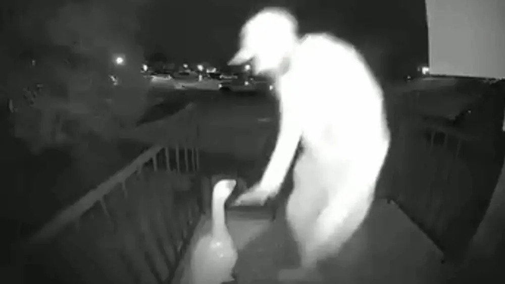 Police looking for 'goose wrangler' caught on camera stealing decorative porch geese