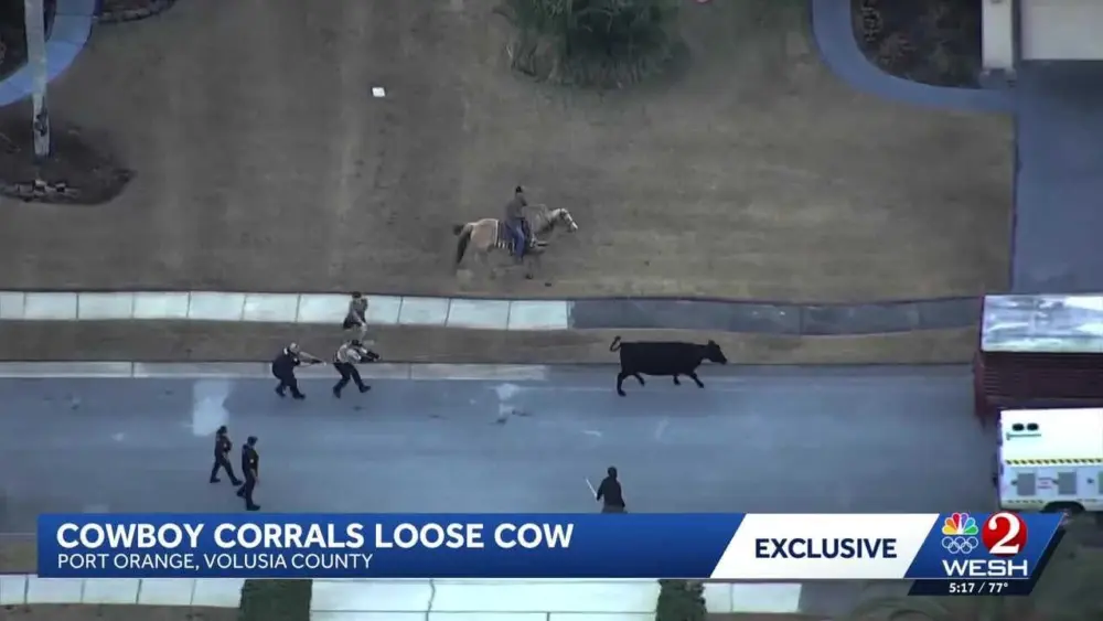 'Cowboy' lassos loose cow in Florida