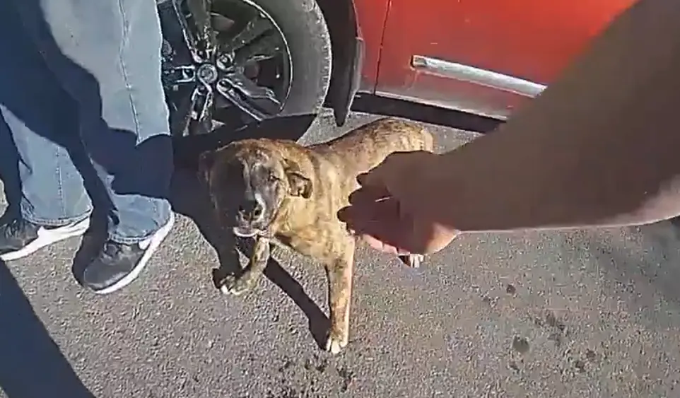 'Some heroes have four legs': Police say dog 'kept nudging' officers, guiding them to missing toddler’s home