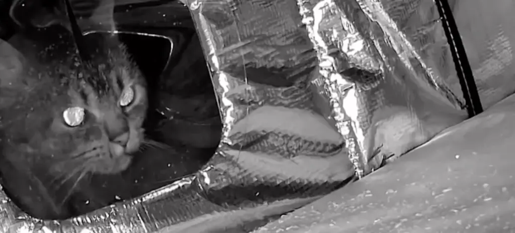 Massachusetts resident cares for stray cats in nor'easter