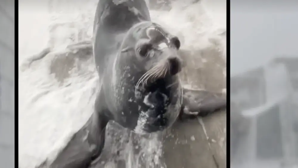 Adorable video shows seals, sea lions at New England Aquarium playing in snow during blizzard