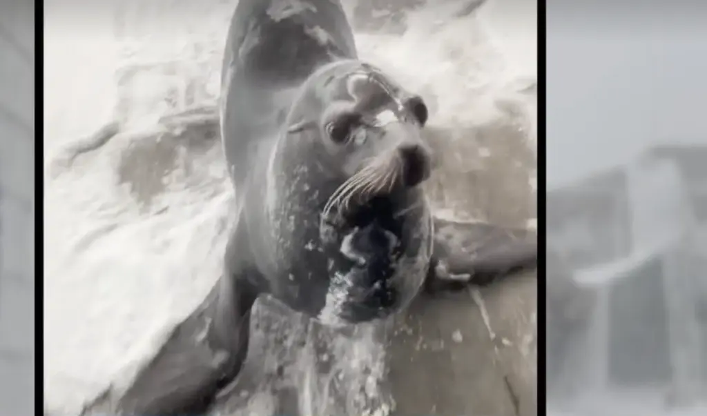 Adorable video shows seals, sea lions at New England Aquarium playing in snow during blizzard
