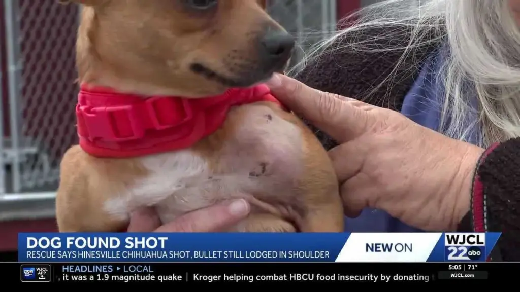 'He was shot': Hinesville rescue finds dog with bullet in shoulder