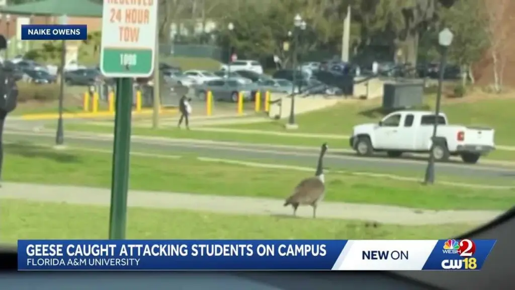 WATCH: Aggressive goose attacks, chases students on Florida campus