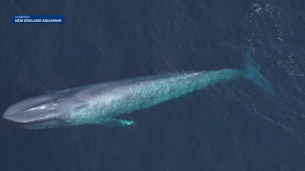 First-of-its-kind occurrence: Three endangered blue whales spotted off New England twice in 24 hours