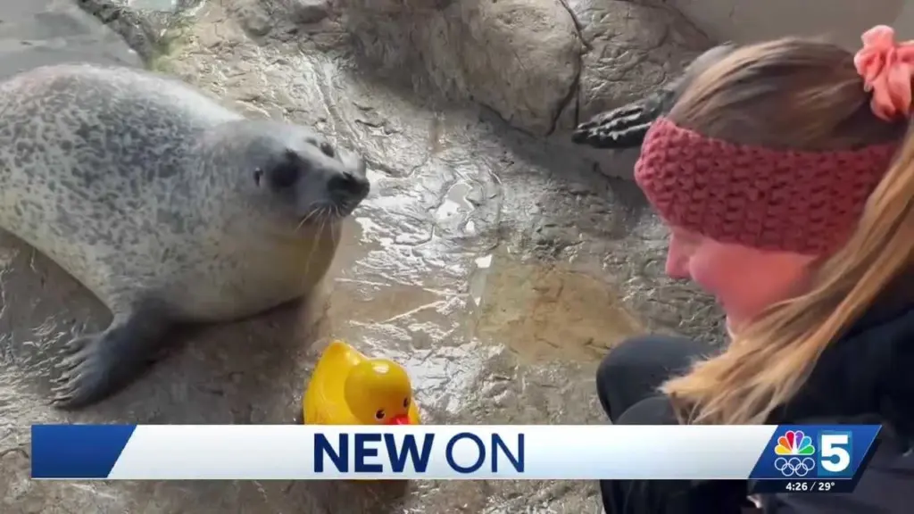 Best buddies: An aquarium's harbor seal goes viral after playing with rubber duck toy