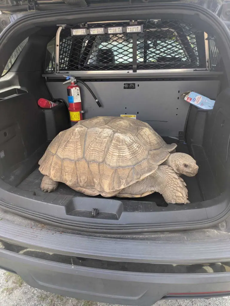 Tortoise’s Sunday Escape Ends with Police “Workout” in Bradwell