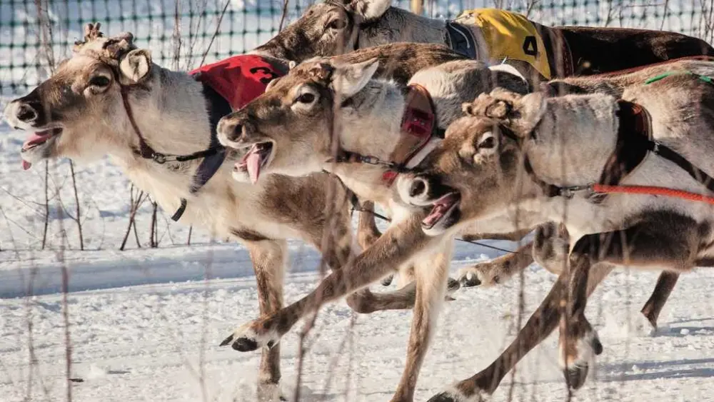 VIDEO: Reindeer racing brings hundreds of fans to Finland