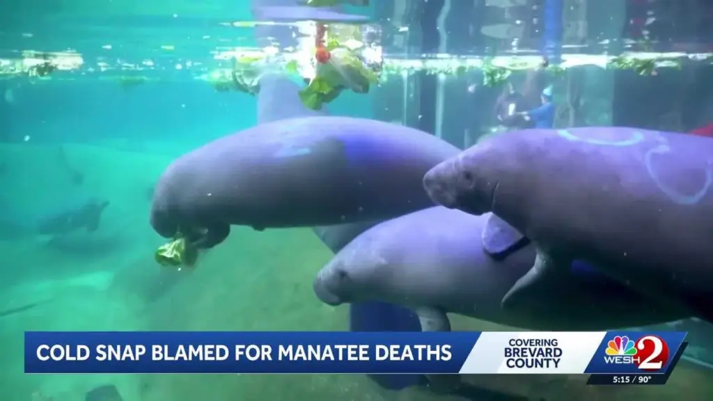 Florida cold snap blamed for increase in manatee deaths