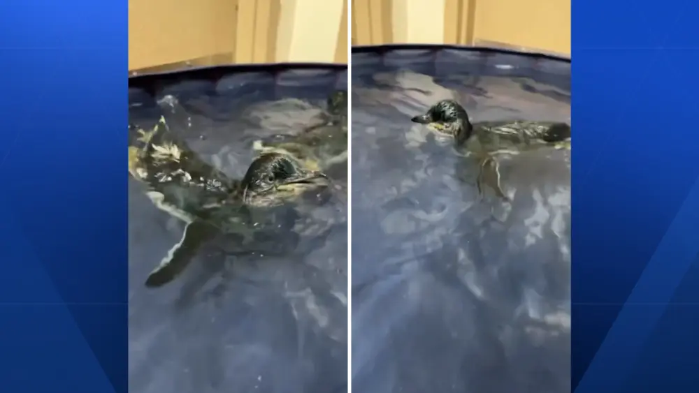 WATCH: Cincinnati Zoo's baby African penguins take first swim