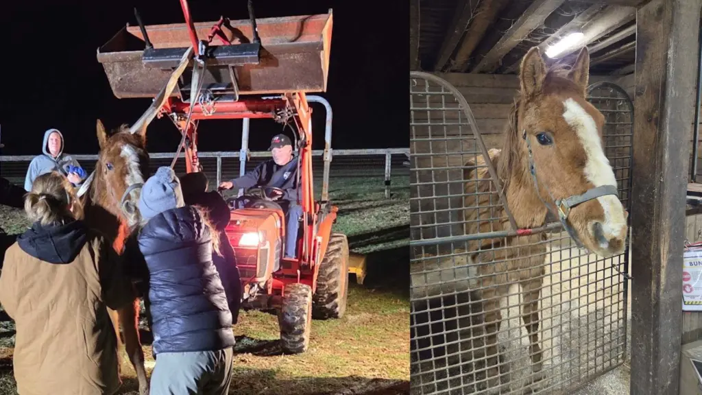 horse-rescue-69b418d806bd1