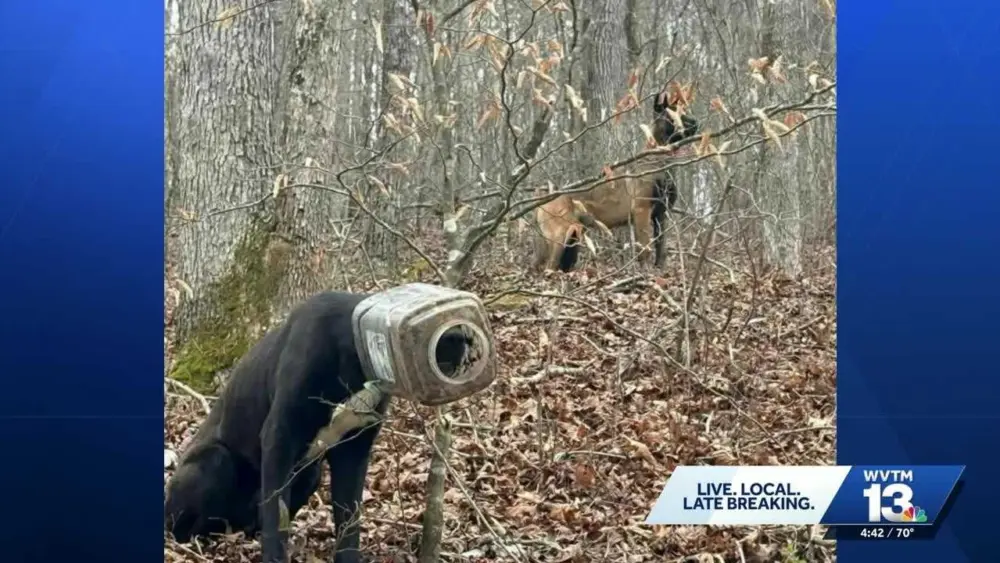 Volunteers save 'Buck' the stray dog with a bucket stuck on his head