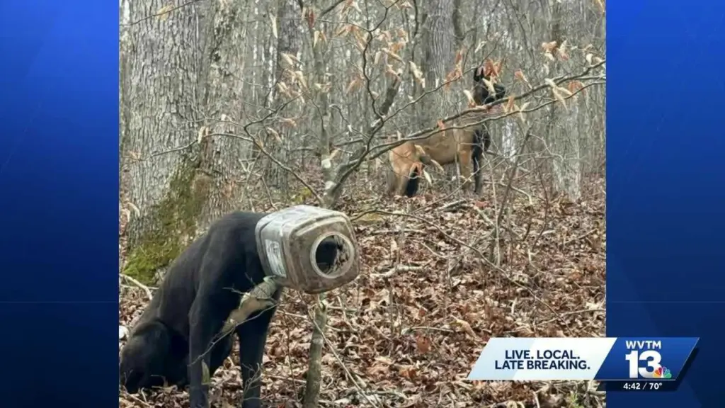 Volunteers save 'Buck' the stray dog with a bucket stuck on his head