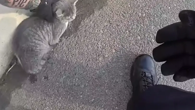 VIDEO: Police officer rescues cat from side of interstate