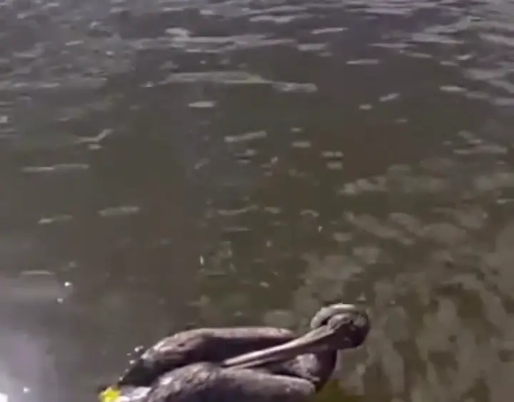 WATCH: Police rescue injured pelican from canal