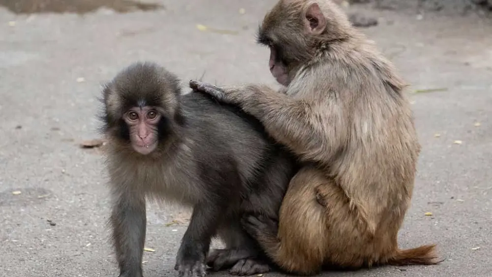 Punch the monkey has a girlfriend