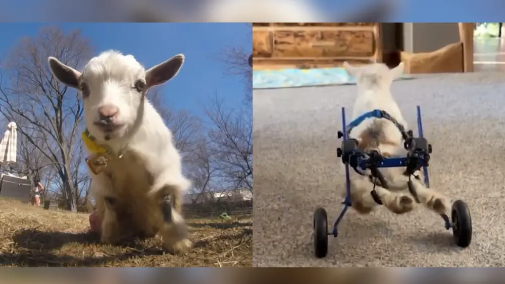 This paralyzed goat named 'Wheelie Nelson' needs a new set of wheels