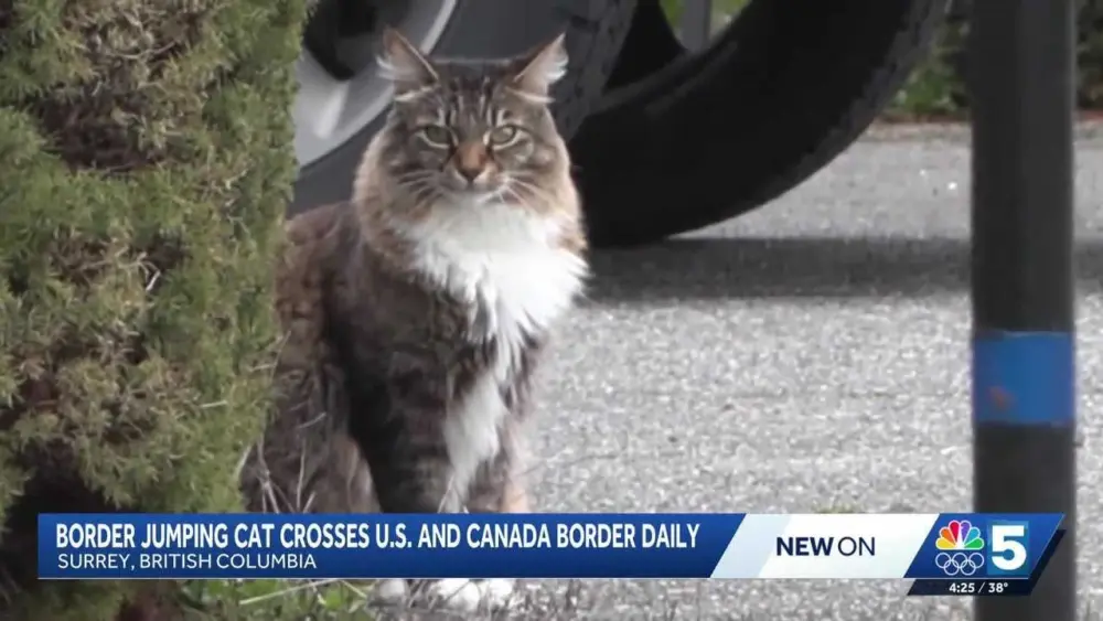 'Flaunts his recklessness toward the law'; Cat crosses US-Canadian border daily
