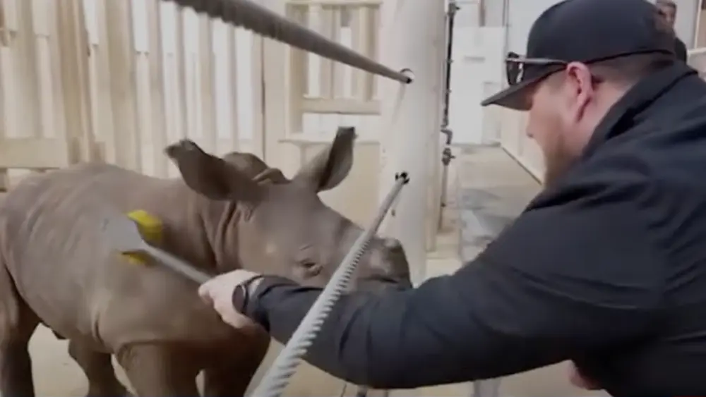 WATCH: Kansas City Chiefs center Creed Humphrey meets baby rhino named after him