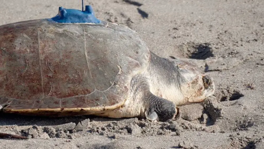 A 3-limbed Kemp's ridley sea turtle is now being tracked at sea by satellite