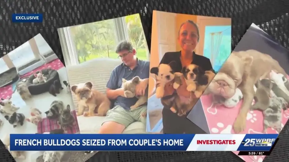 Florida couple fights to reclaim 50 French bulldogs worth $1.2 million