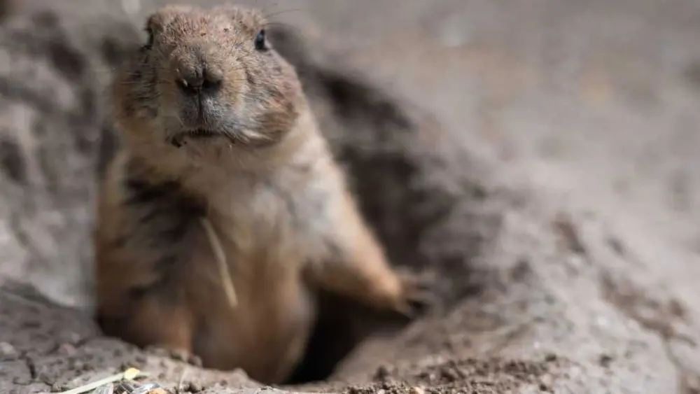 VIDEO: Watch as adorable prairie dogs are released at park in Oklahoma City