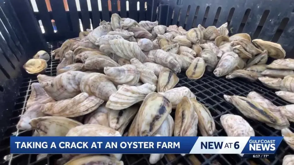 Dedicated workers trying to revive Florida oyster industry