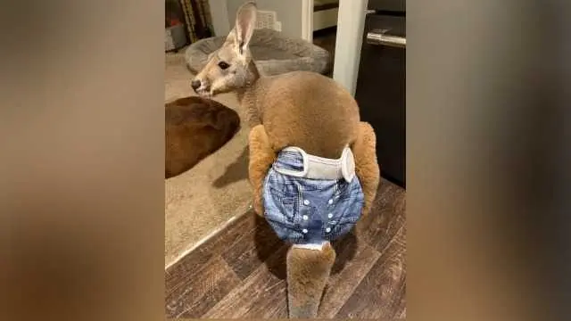News We Love: Chesney the missing kangaroo has been found