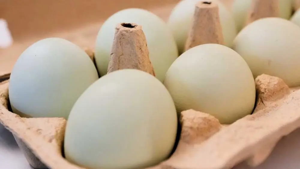 Eggs for Easter cost much less in the US than last year. A look at the numbers