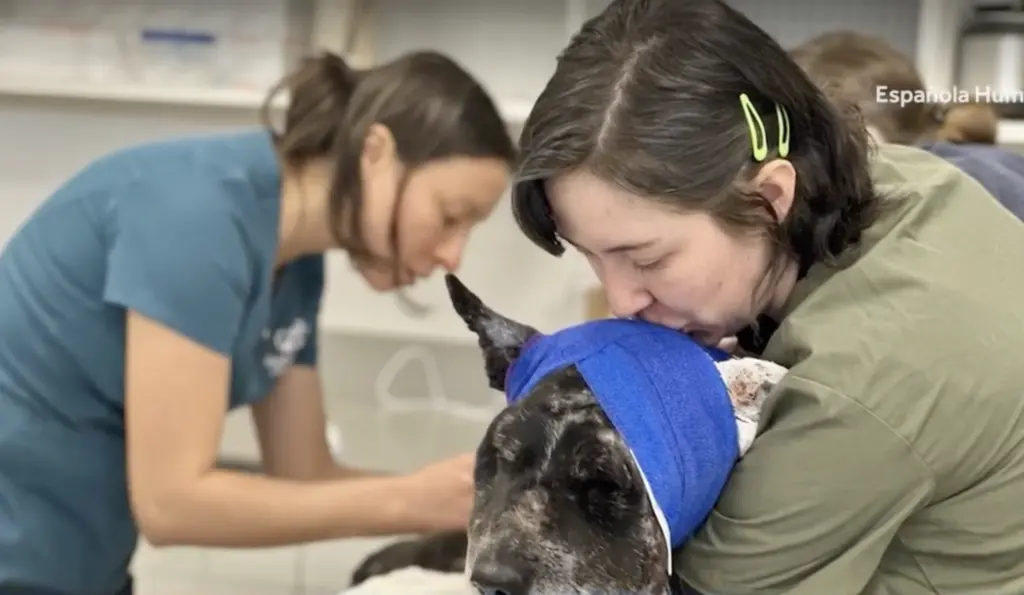 Dog named Honey survives bear attack while protecting family