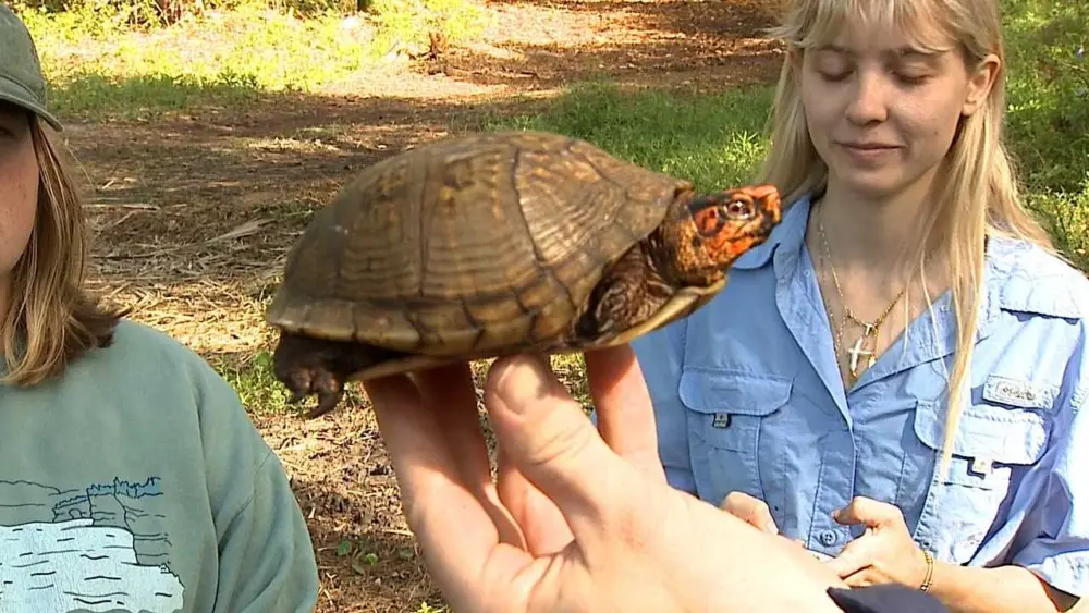 Tybee Island turtles relocated temporarily from Solomon Park
