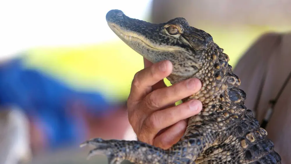 Florida teen arrested for kicking, swinging baby alligator, deputies say