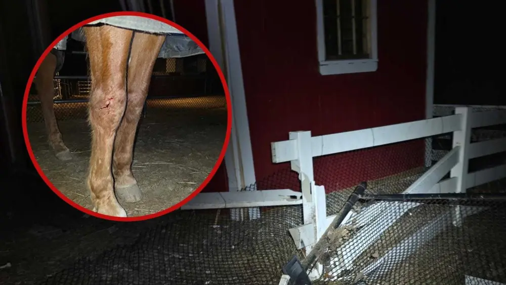 horse-crash-69d556df23e9f