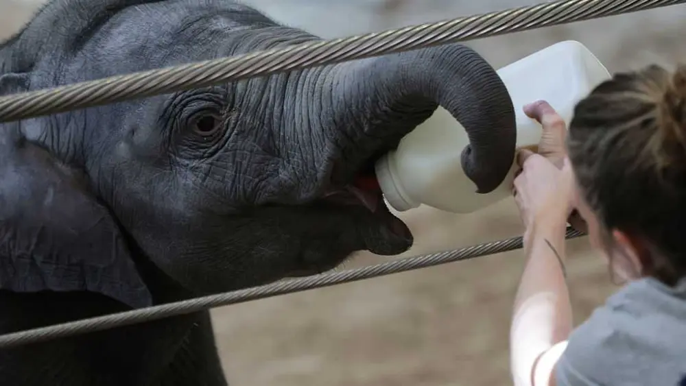 Meet the first baby elephant born at the National Zoo in over two decades