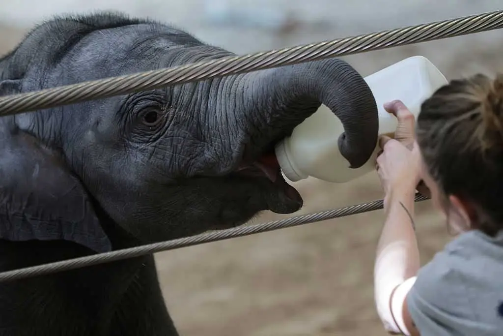 Meet the first baby elephant born at the National Zoo in over two decades