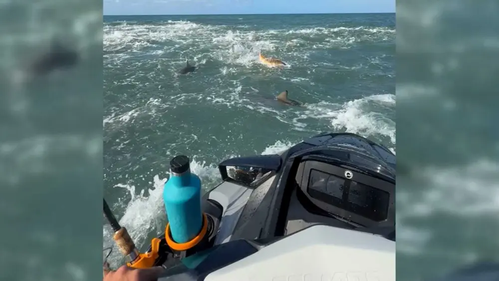 See sharks go into 'feeding frenzy' near fisherman off North Carolina coast
