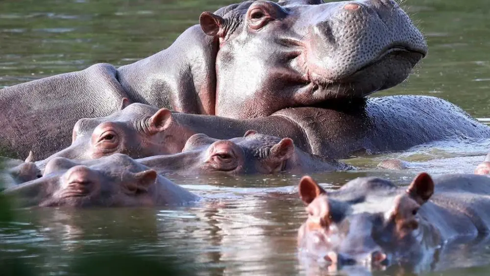 ‘Cocaine hippos’ linked to drug lord Pablo Escobar will be euthanized