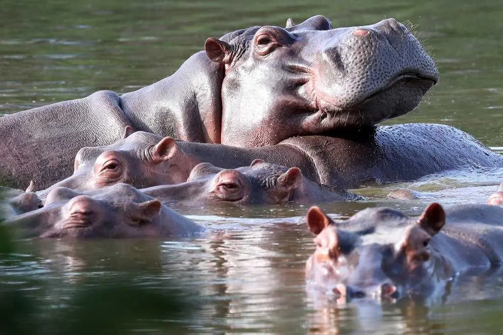 ‘Cocaine hippos’ linked to drug lord Pablo Escobar will be euthanized