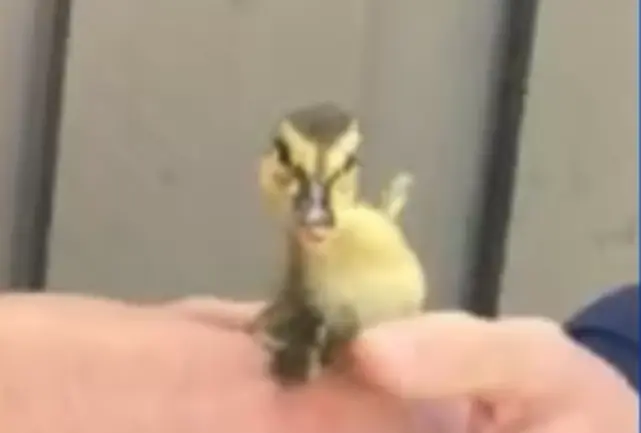 Northern California firefighters rescue 15 ducklings from storm drain