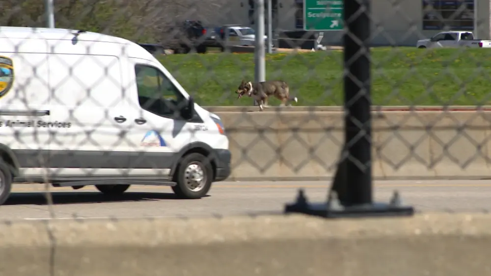 Caught on camera: Dog evades police, stops traffic as it runs across Iowa interstate