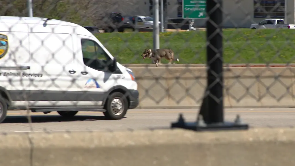 Caught on camera: Dog evades police, stops traffic as it runs across Iowa interstate