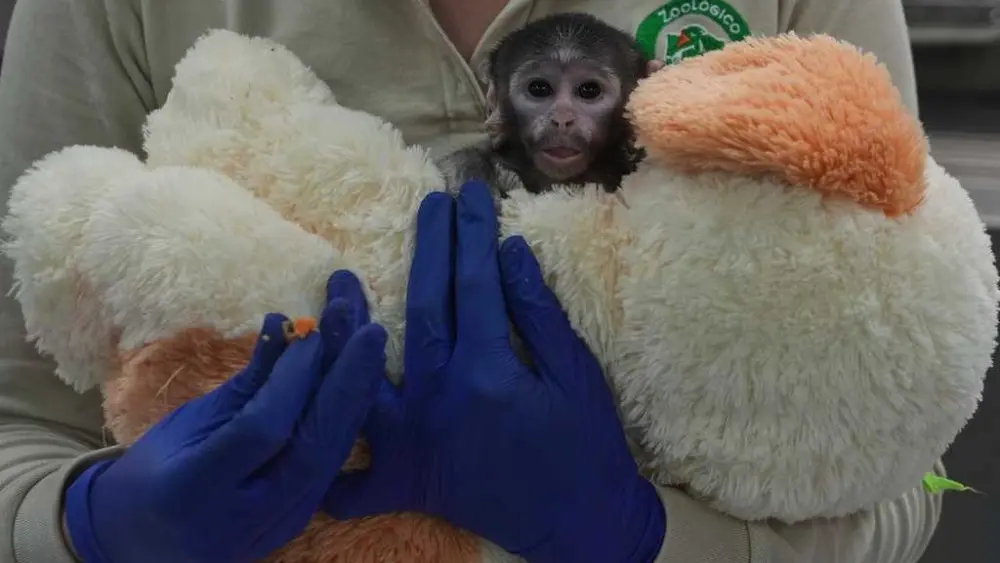 Meet Yuji, the Mexican baby monkey finding comfort in a plush companion